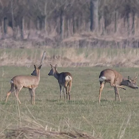 Alojamento de Acomodação e Pequeno-almoço De Neust *