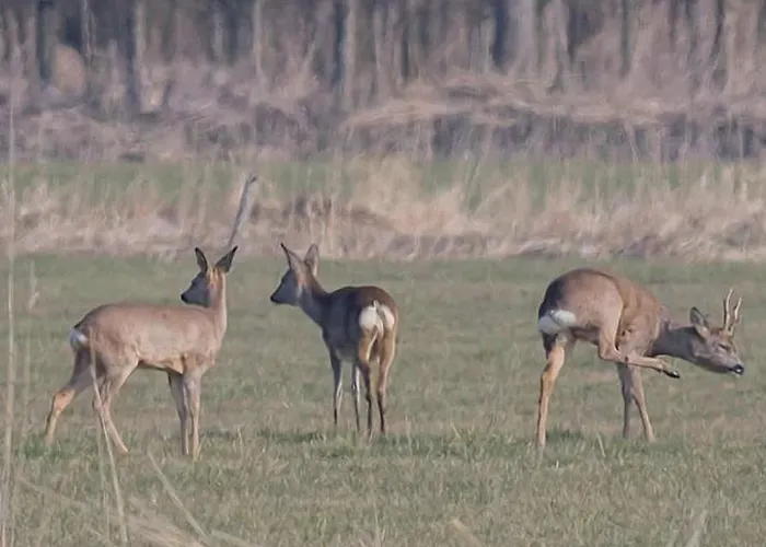 Bed and breakfast De Neust *