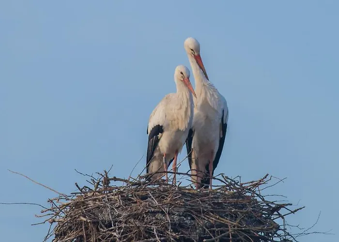 Frühstückspension De Neust *